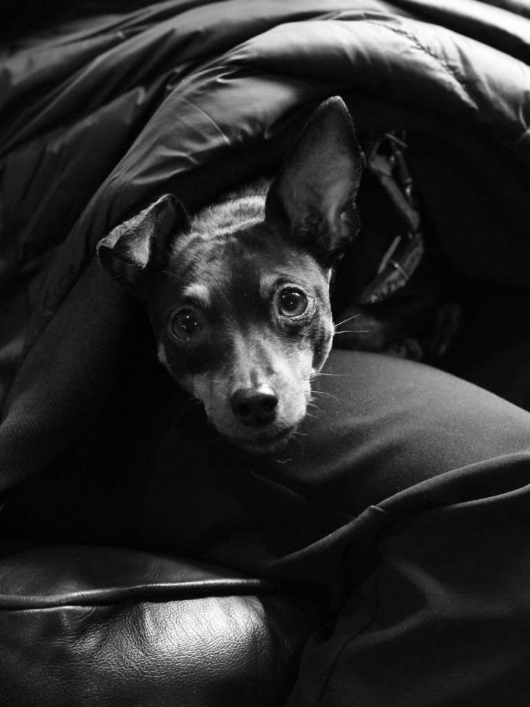 Dog peeking from blanket